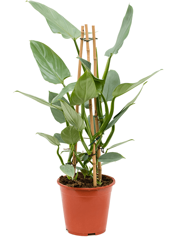 Lush Heart-Leaf Philodendron ‘Silver Queen’ Indoor House Plants