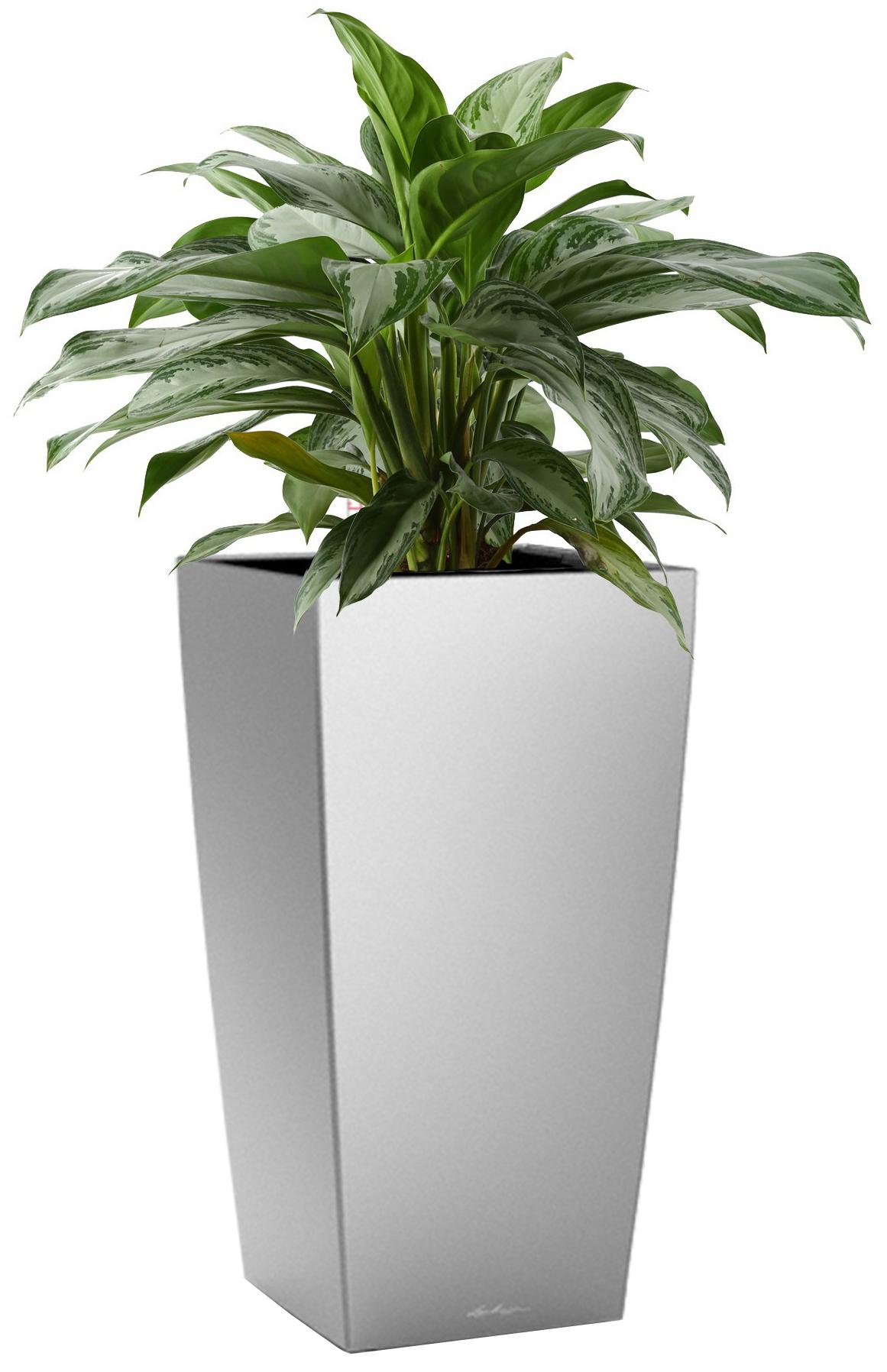 Aglaonema Silver Bay in LECHUZA CUBICO Self-watering Planter, Total Height 85 cm