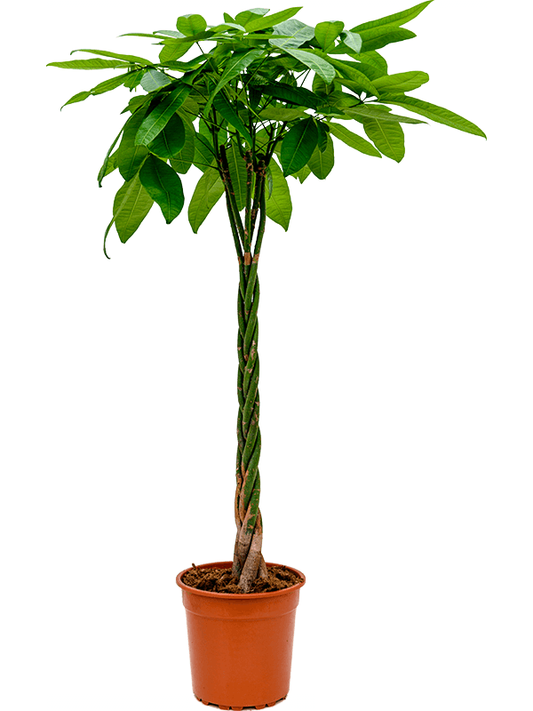 Insta-friendly Money Tree Pachira aquatica Tall Indoor House Plants Trees