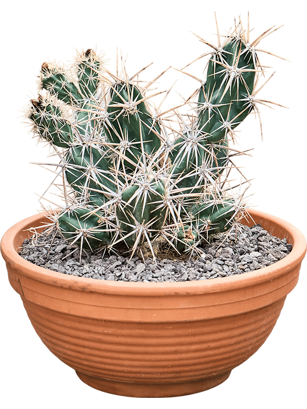 Opuntia invicta