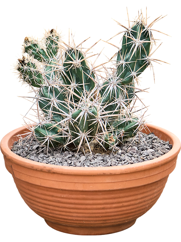 Opuntia invicta
