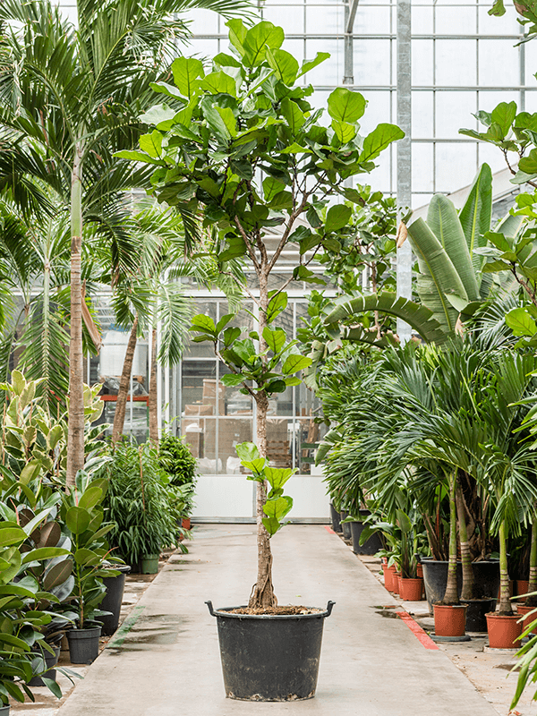 Lush Fiddle Leaf Fig Ficus lyrata Indoor House Plants