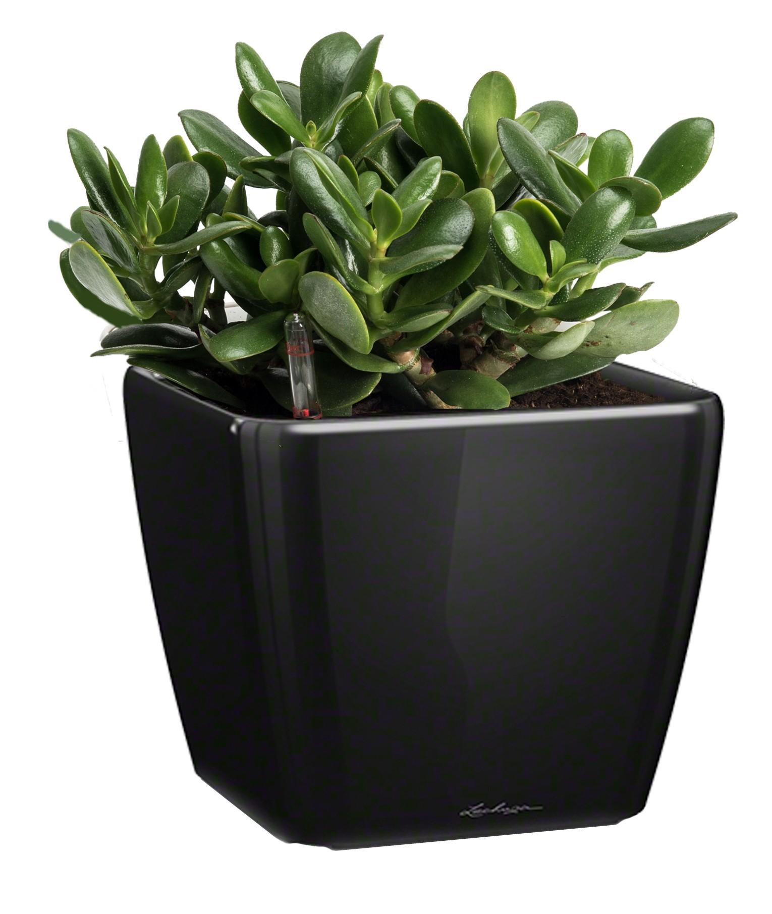 Crassula Money Tree in LECHUZA QUADRO LS Self-watering Planter, Total Height 30 cm