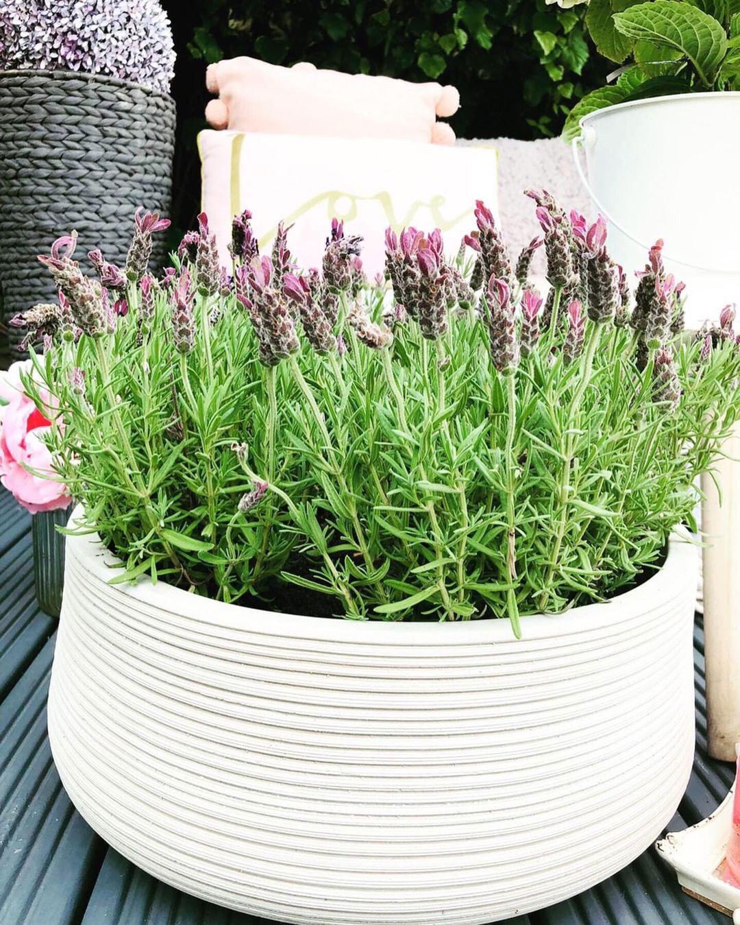 IDEALIST Lite Large Ribbed Light Concrete Bowl Planter