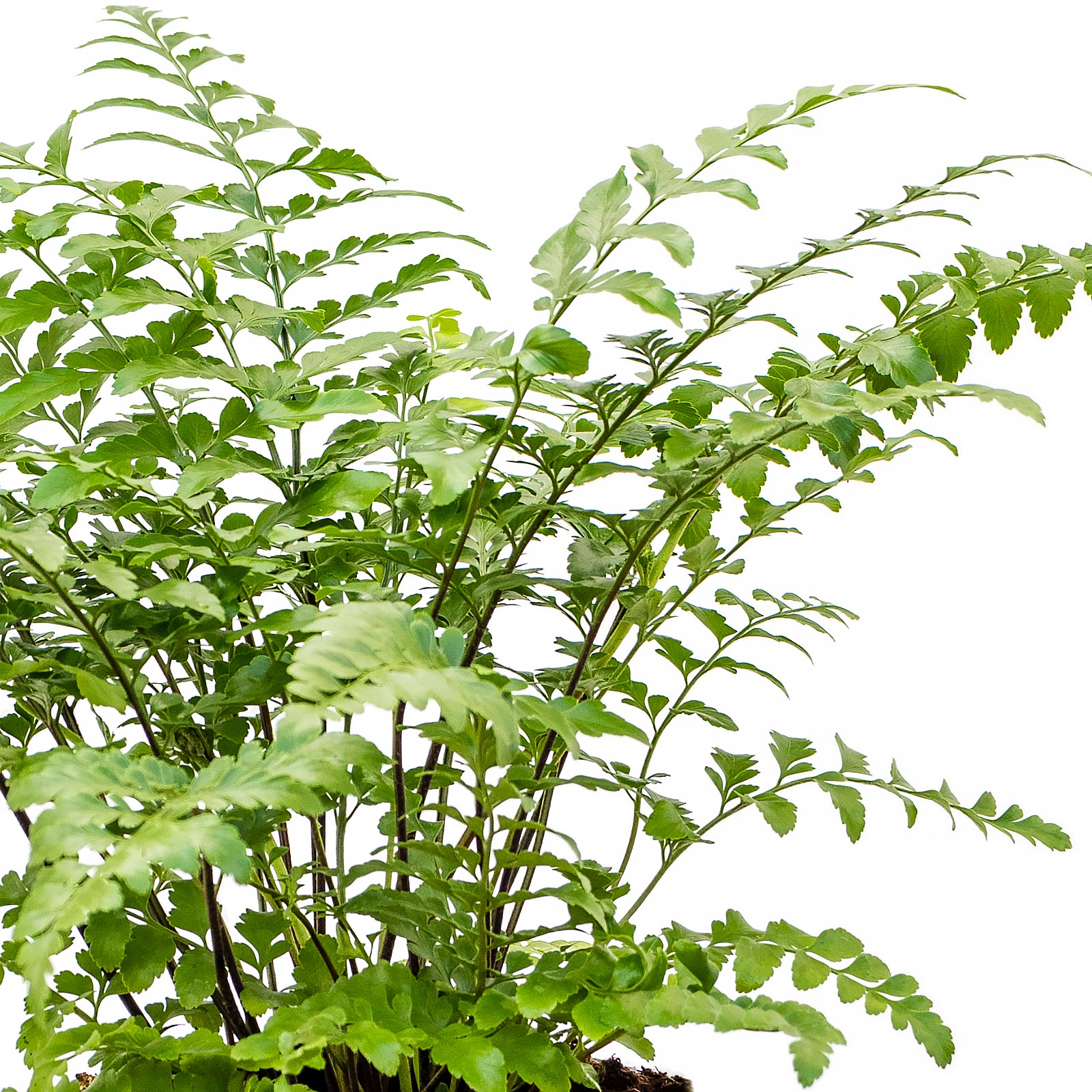 Delicate Birds Nest Fern Asplenium dimorphum 'Parvati' Indoor House Plants