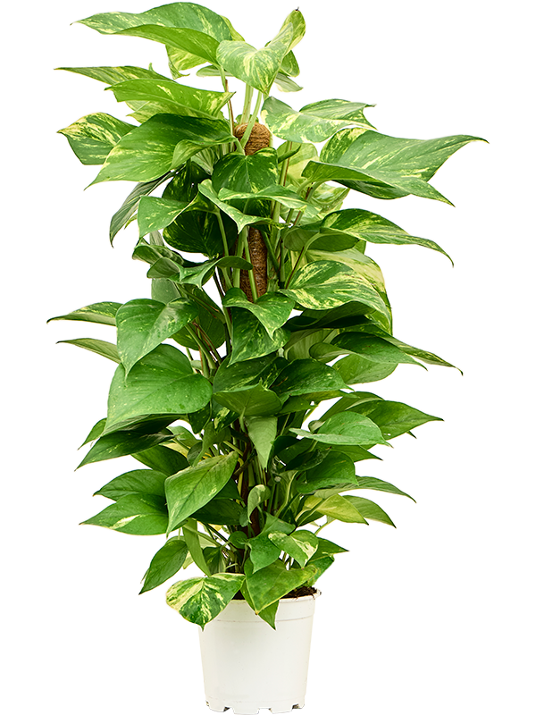 Shade-loving Pothos Scindapsus (Epipremnum) 'Aureum' Indoor House Plants