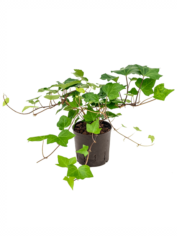Easy-Care English Ivy Hedera algeriensis 'Montgomery' Indoor House Plants