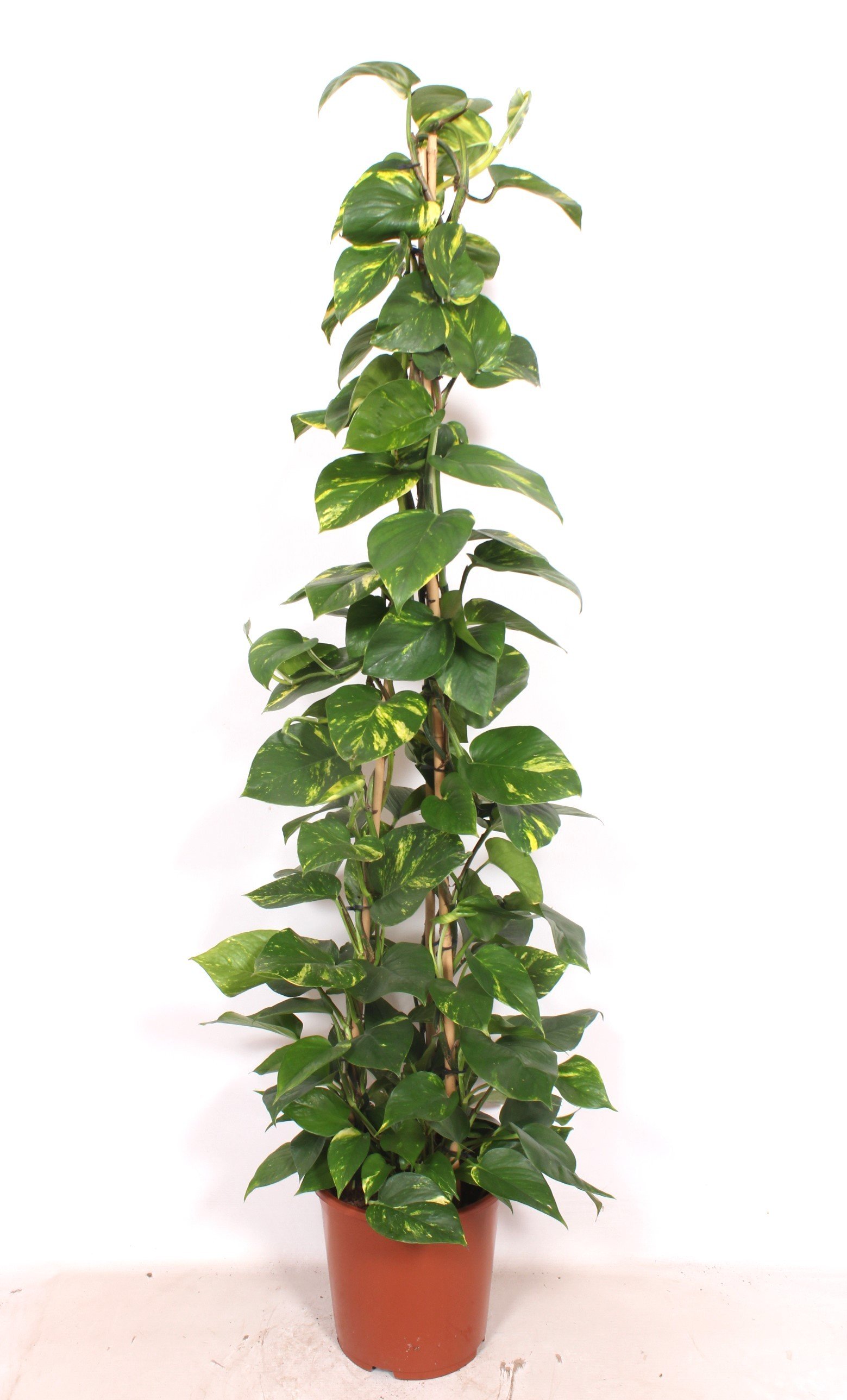 Epipremnum pinnatum 'Aureum'