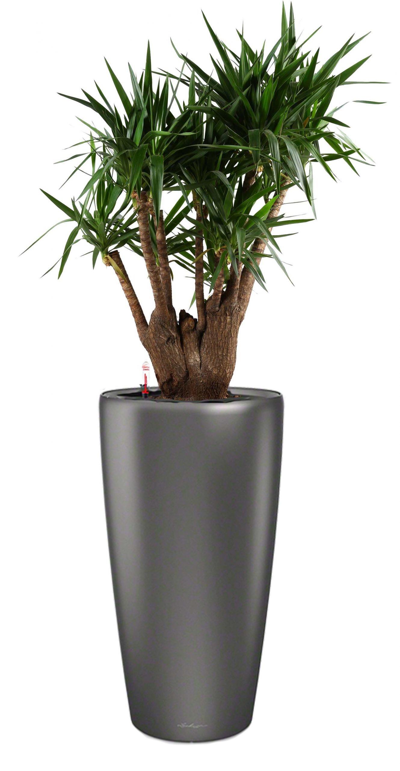 Yucca in LECHUZA RONDO Self-watering Planter, Total Height 180 cm