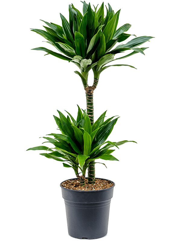 drachenbaum zimmerpflanze standort Drachenbaum