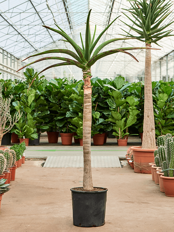 Aloe bainesii (barberae)