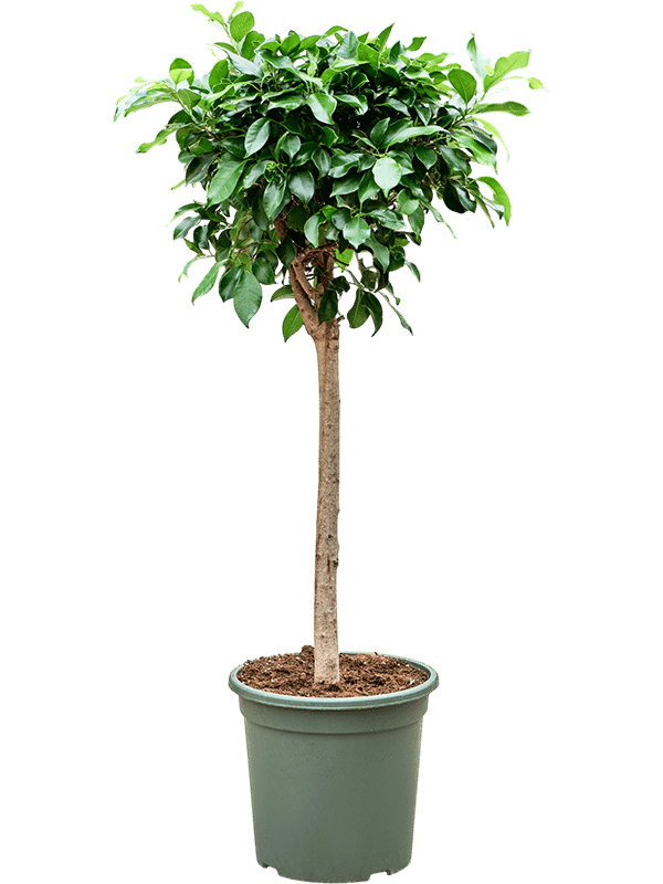 Lush Weeping Fig Ficus microcarpa ‘Nitida’ Tall Indoor House Plants Trees
