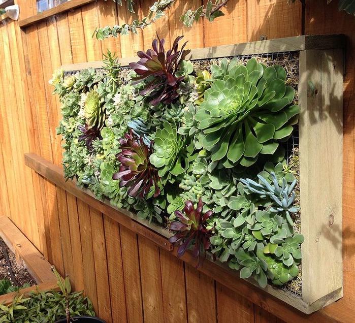 How to build a vertical garden: succulent, vegetable and other