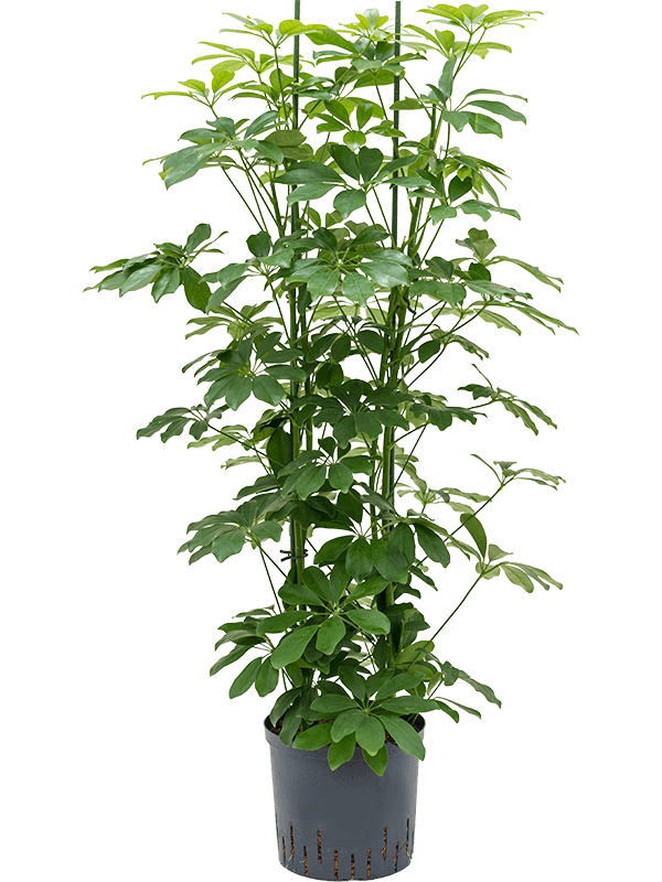 Easy-Care Umbrella Tree Schefflera arboricola 'Compacta' Tall Indoor House Plants Trees