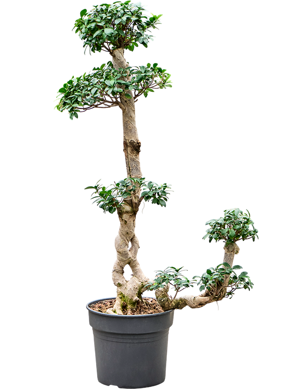 Lush Curtain Fig Ficus microcarpa 'Compacta' Tall Indoor House Plants Trees