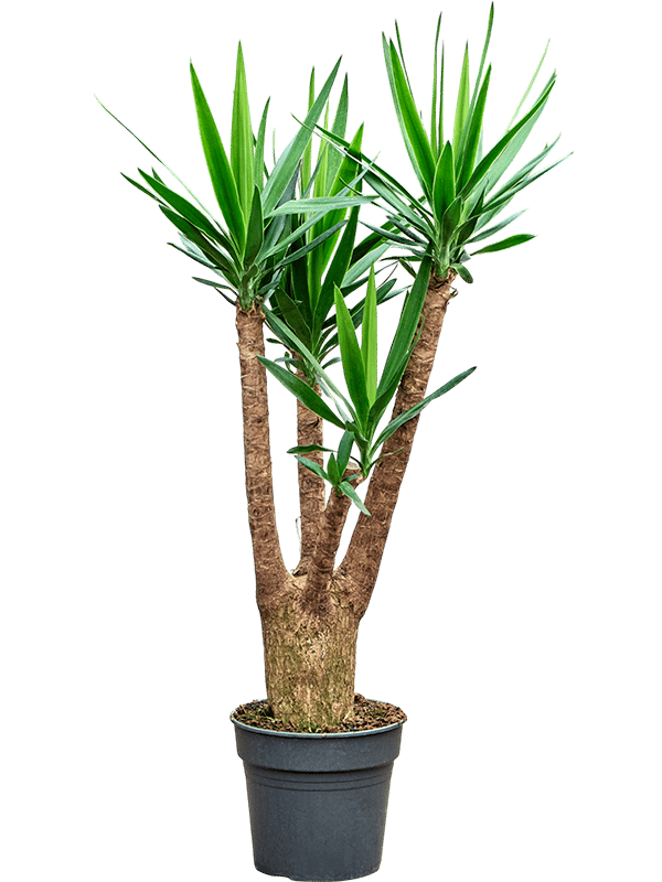Insta-friendly Spineless Yucca elephantipes Tall Indoor House Plants Trees