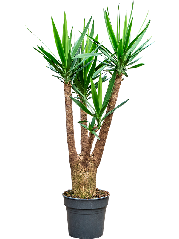 Insta-friendly Spineless Yucca elephantipes Tall Indoor House Plants Trees