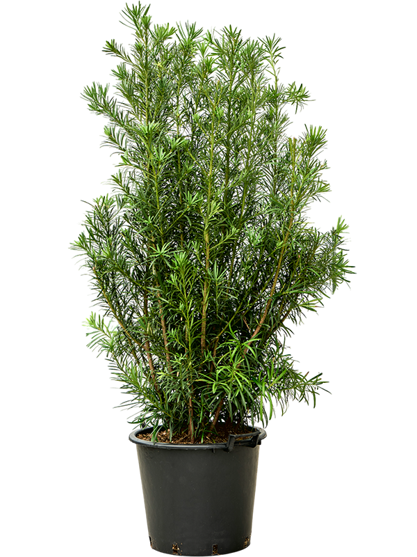 Podocarpus macrophyllus 'Maki'