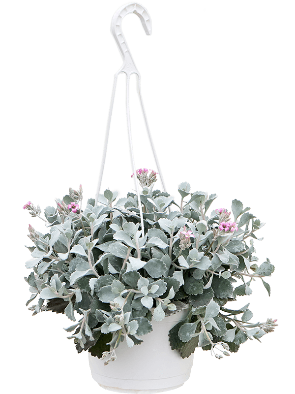 Lush Flower Dust Plant Kalanchoe pumila Indoor House Plants