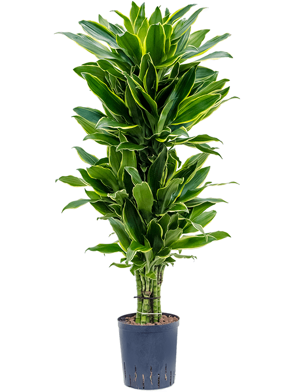 Insta-friendly Corn Plant Dracaena fragrans 'Golden Coast' Tall Indoor House Plants Trees