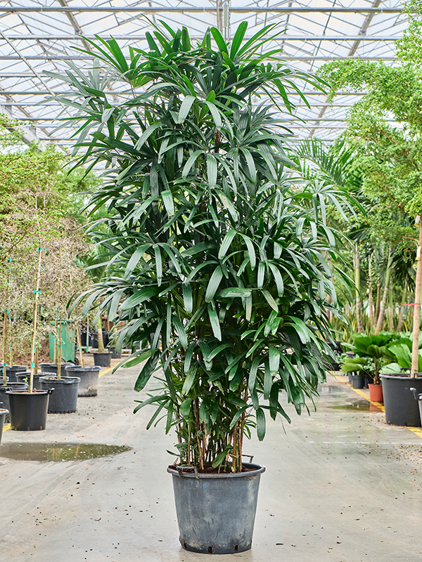 Tropical Lady Palm Rhapis excelsa Indoor House Plants