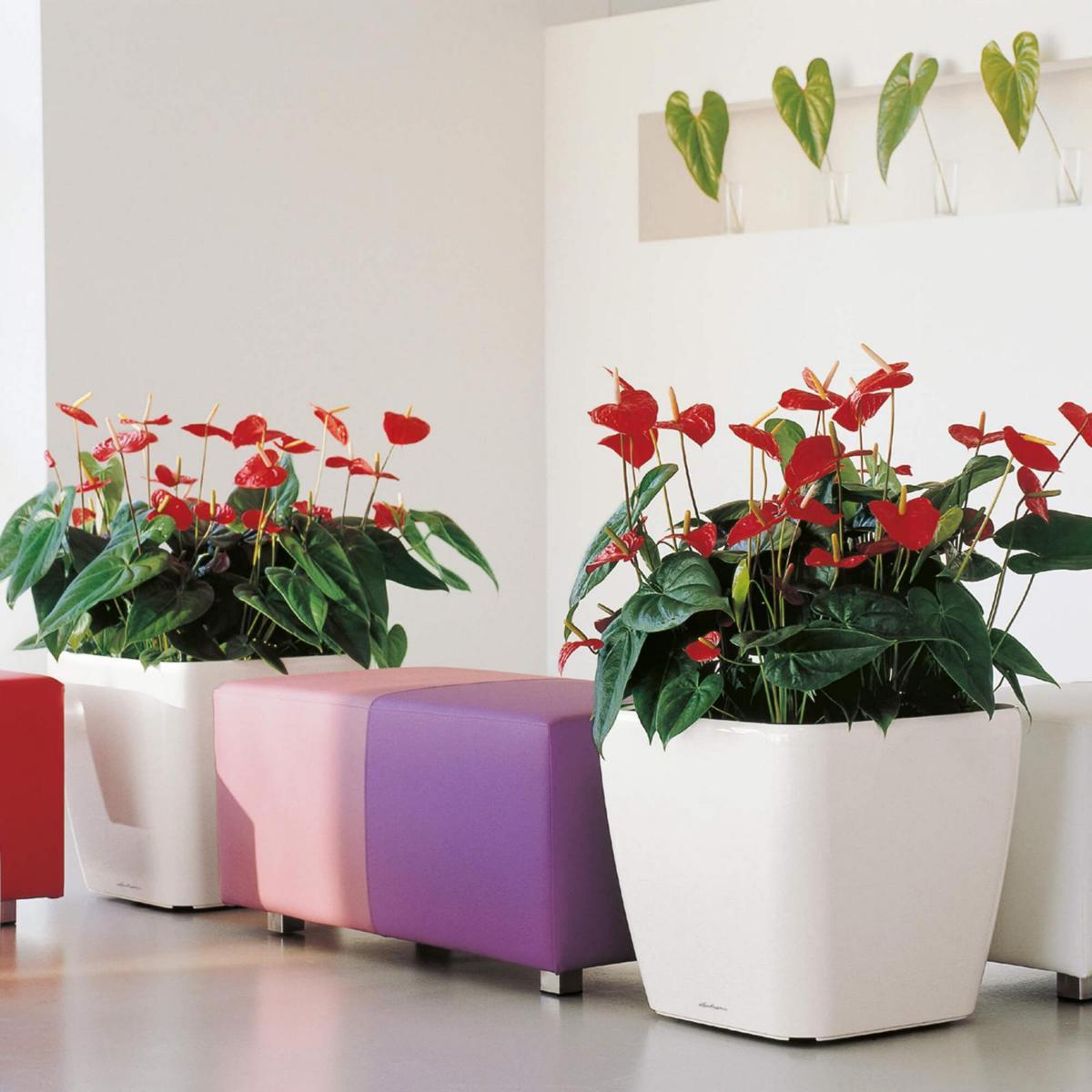 LECHUZA Quadro LS Square Poly Resin Self-watering Planter