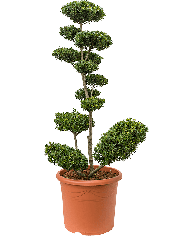 Cute Japanese Holly Ilex crenata 'Maxima'
