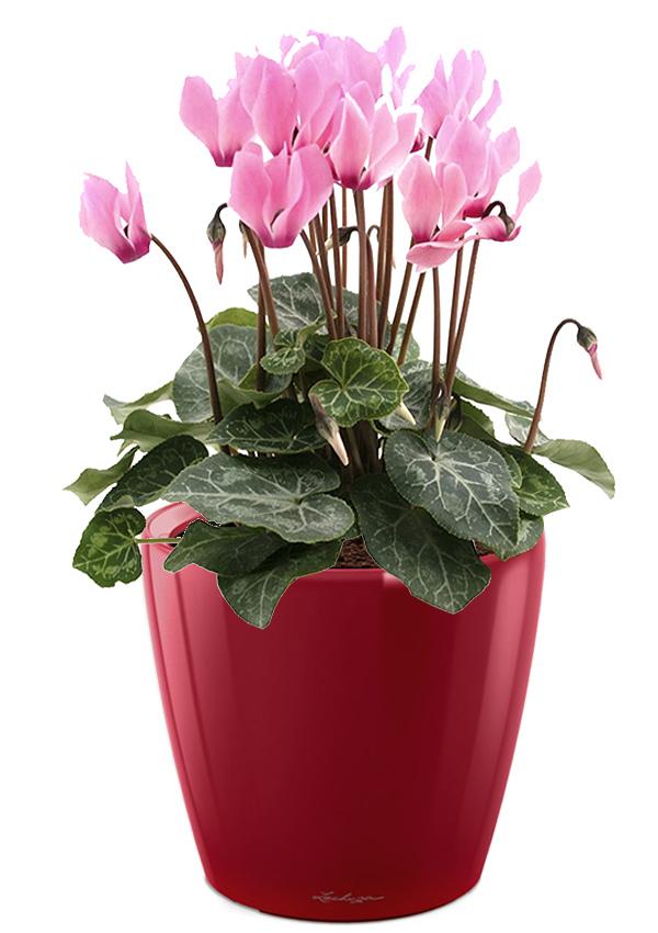 Blooming Cyclamen in LECHUZA CLASSICO LS Self-watering Planter, Total Height 40 cm