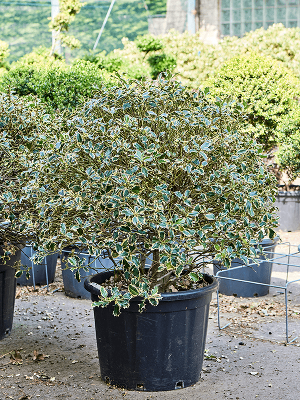Cute English Holly Ilex aquifolium ‘Argenteo Marginata' (150-70) Outdoor Plants