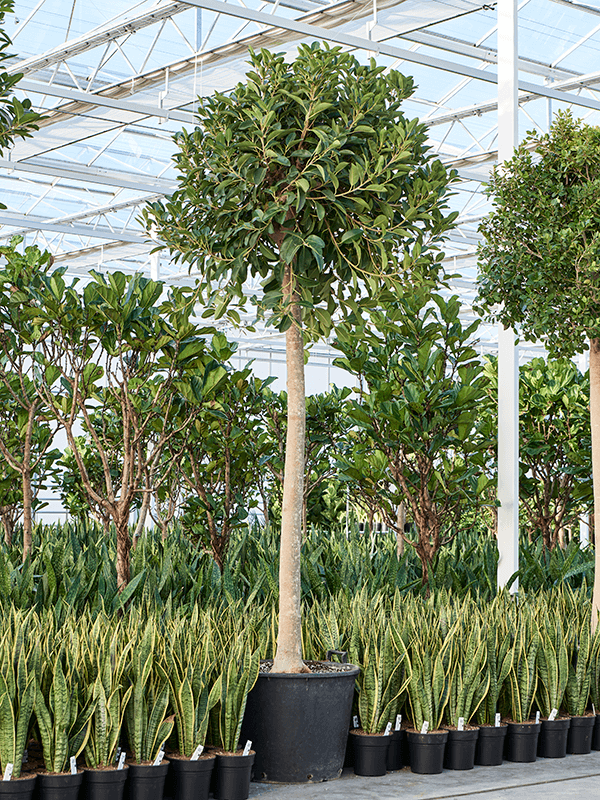 Lush Fig Tree Ficus rubiginosa 'Australis' Tall Indoor House Plants Trees