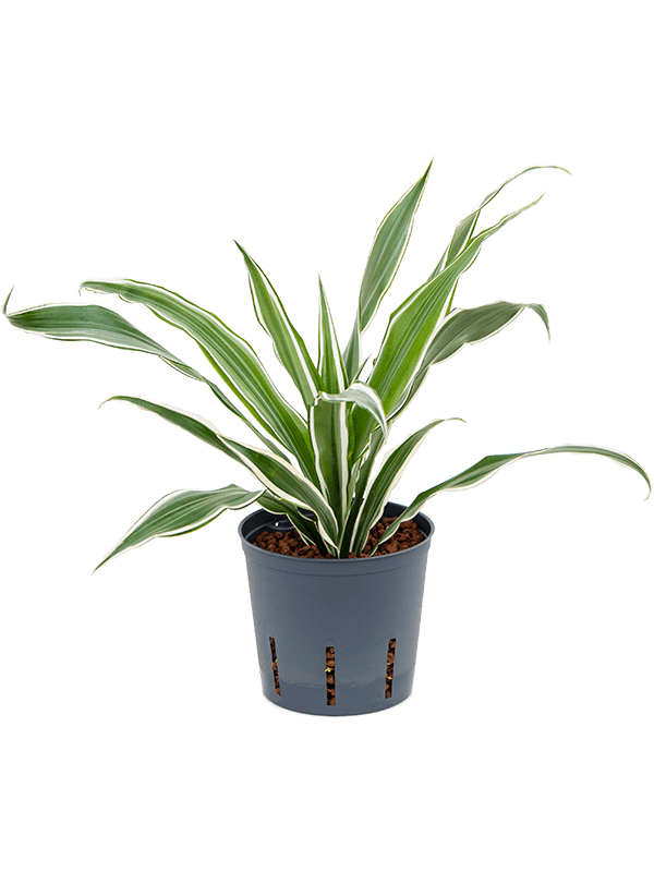 Graceful Dragon Tree Dracaena deremensis 'White Stripe' Indoor House Plants