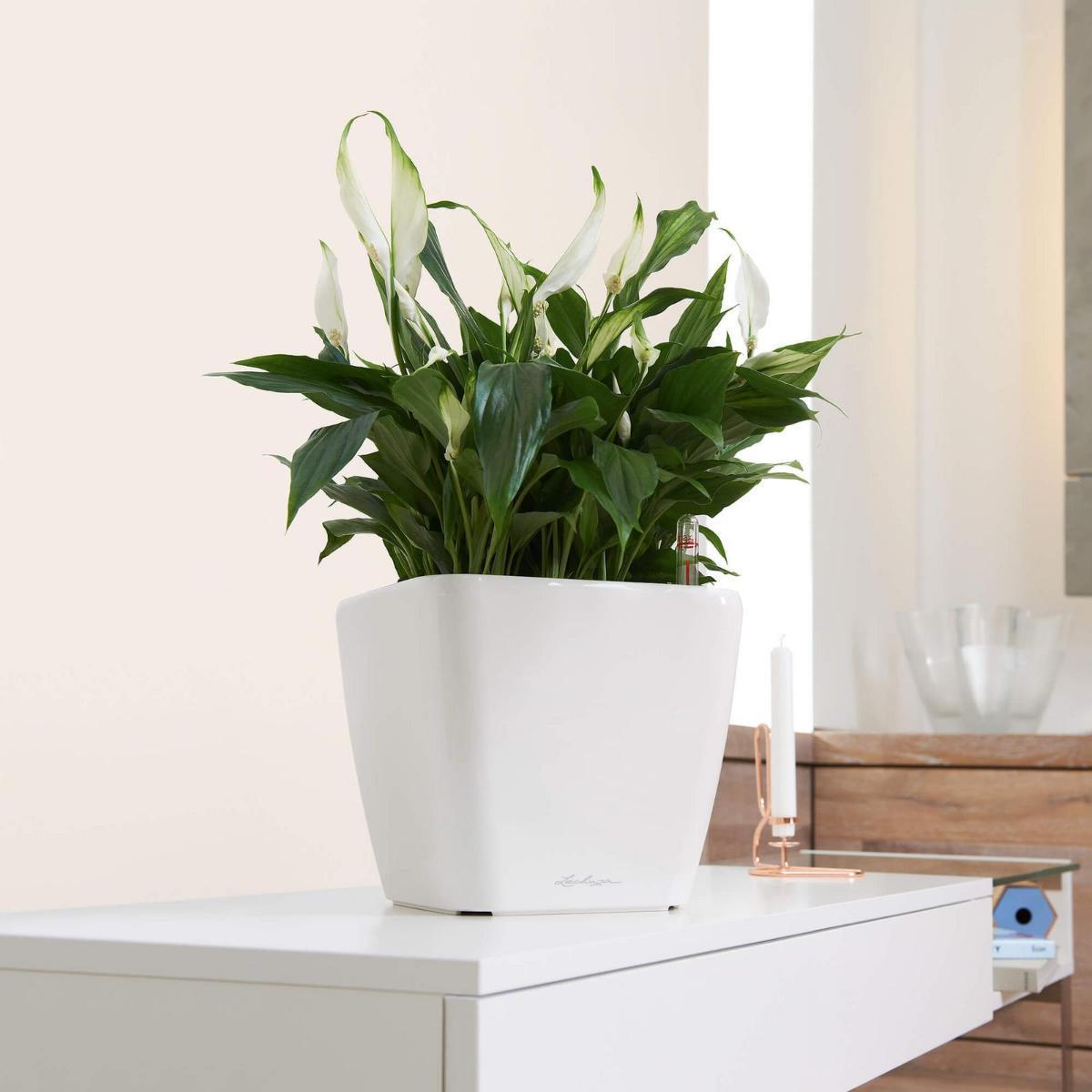 LECHUZA Quadro LS Square Poly Resin Self-watering Planter Set