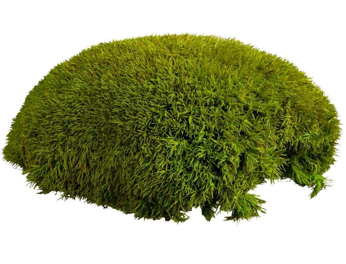 PREMIUM Bale Moss Artificial Moss Plant