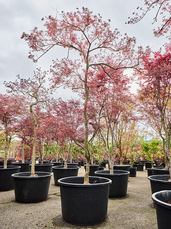 Acer pal. diss. 'Garnet'