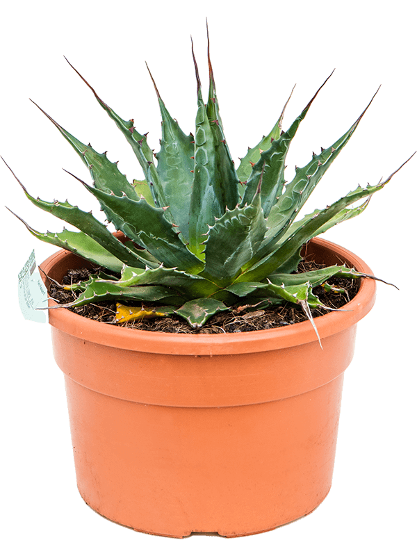 Easy-Care Mountain Agave montana Indoor House Plants