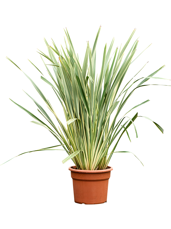 Easy-Care New Zealand Flax Phormium tenax 'Variegatum Indoor House Plants