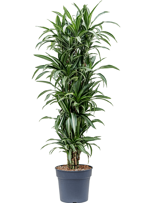 Easy-Care Corn Plant Dracaena fragrans 'Ulises' Tall Indoor House Plants Trees
