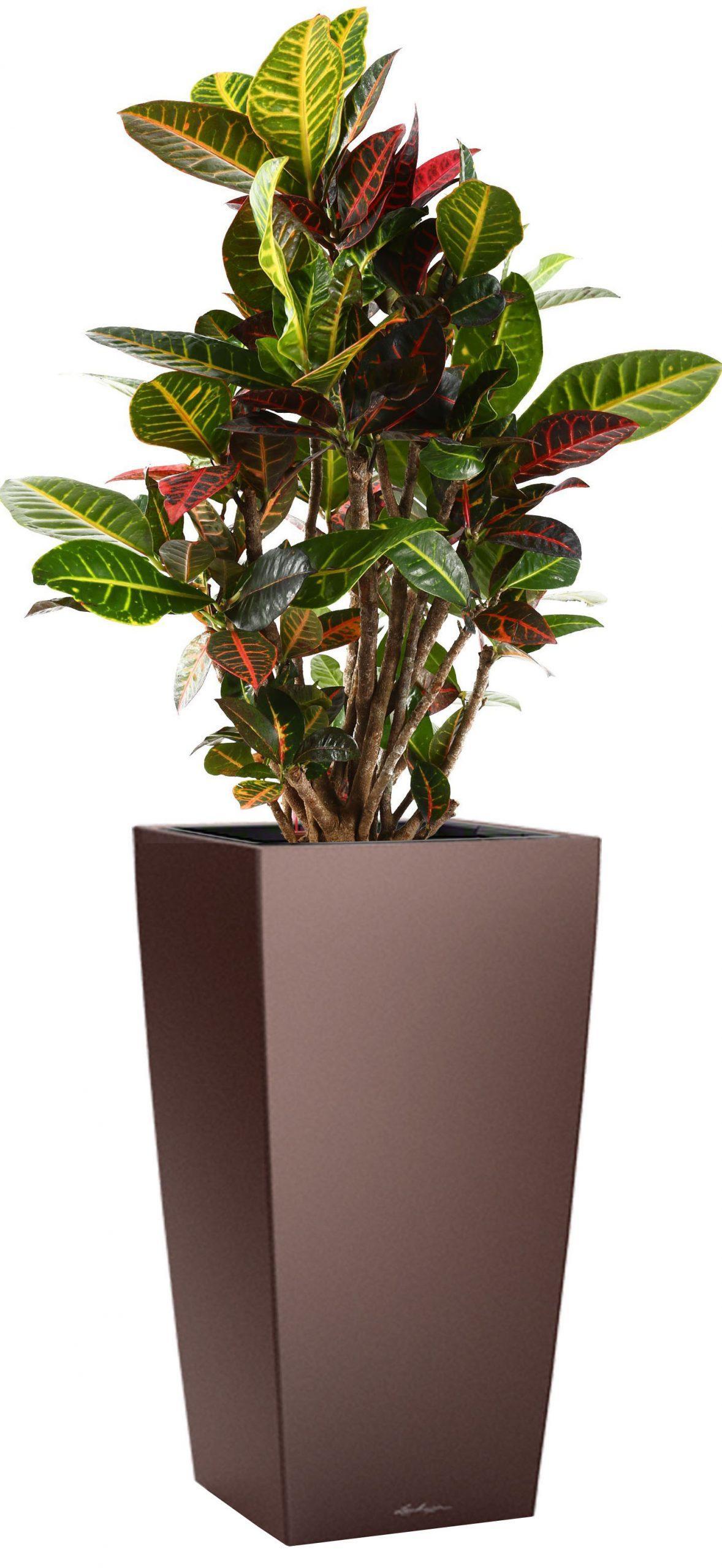 Codiaeum Petra in LECHUZA CUBICO Self-watering Planter, Total Height 130 cm