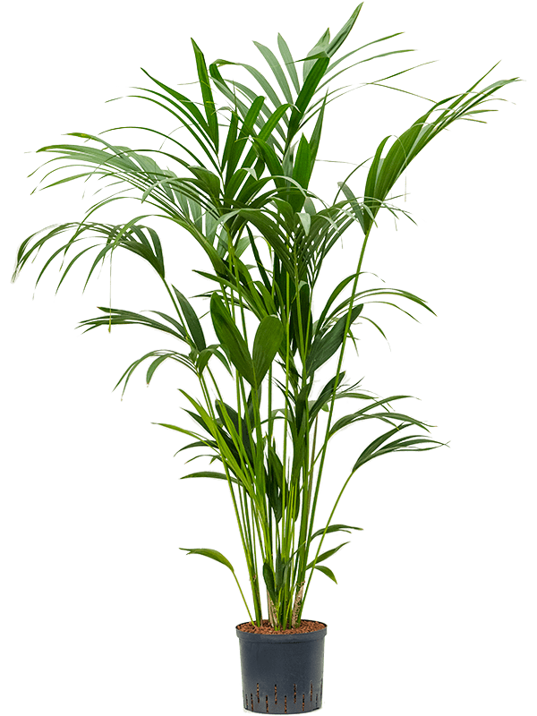 Lush Sentry Palm Kentia (Howea) forsteriana Indoor House Plants