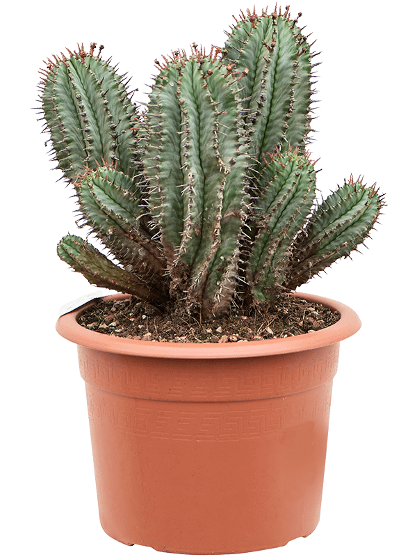 Easy-Care Euphorbia horrida Indoor House Plants