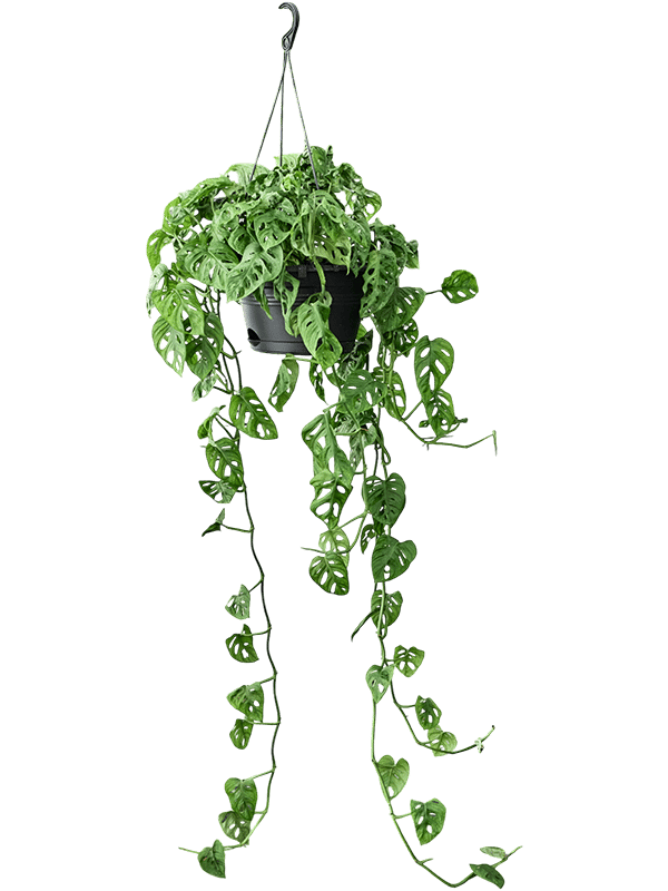 Shade-loving Swiss Cheese Plant Monstera obliqua (60-120) Indoor House Plants