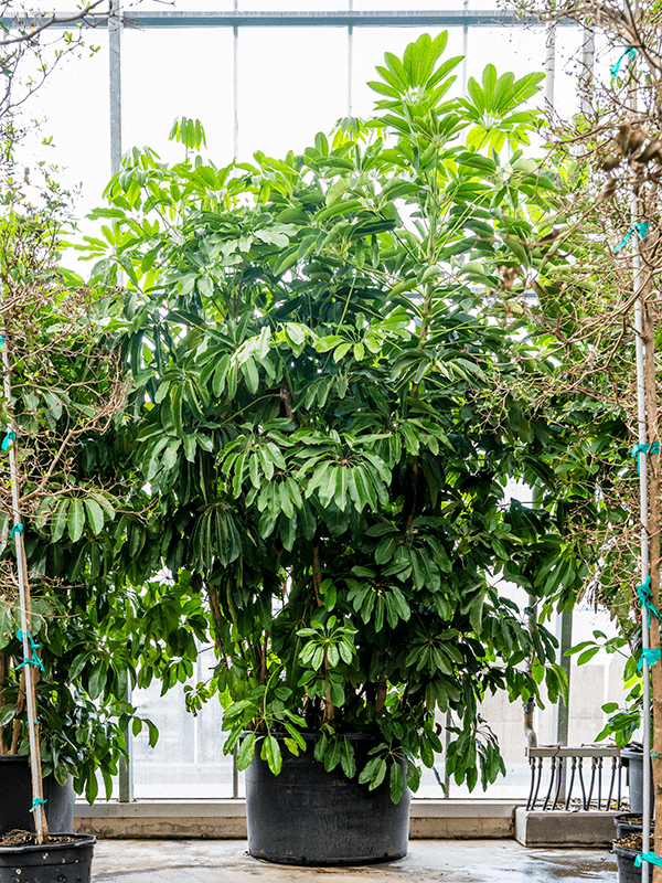 Cheerful Umbrella Tree Schefflera actinophylla 'Amate' Indoor House Plants