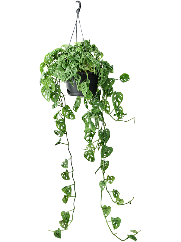 Shade-loving Swiss Cheese Plant Monstera obliqua (60-120) Indoor House Plants