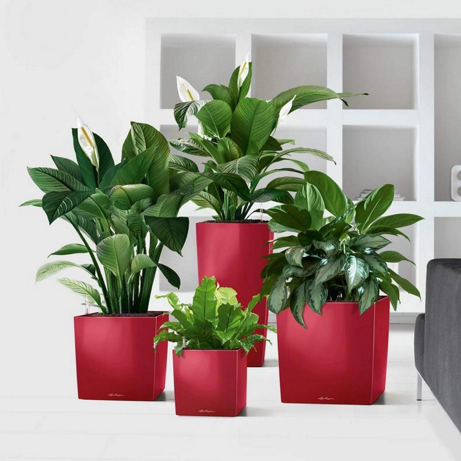 LECHUZA CUBE Square Poly Resin Self-watering Planter