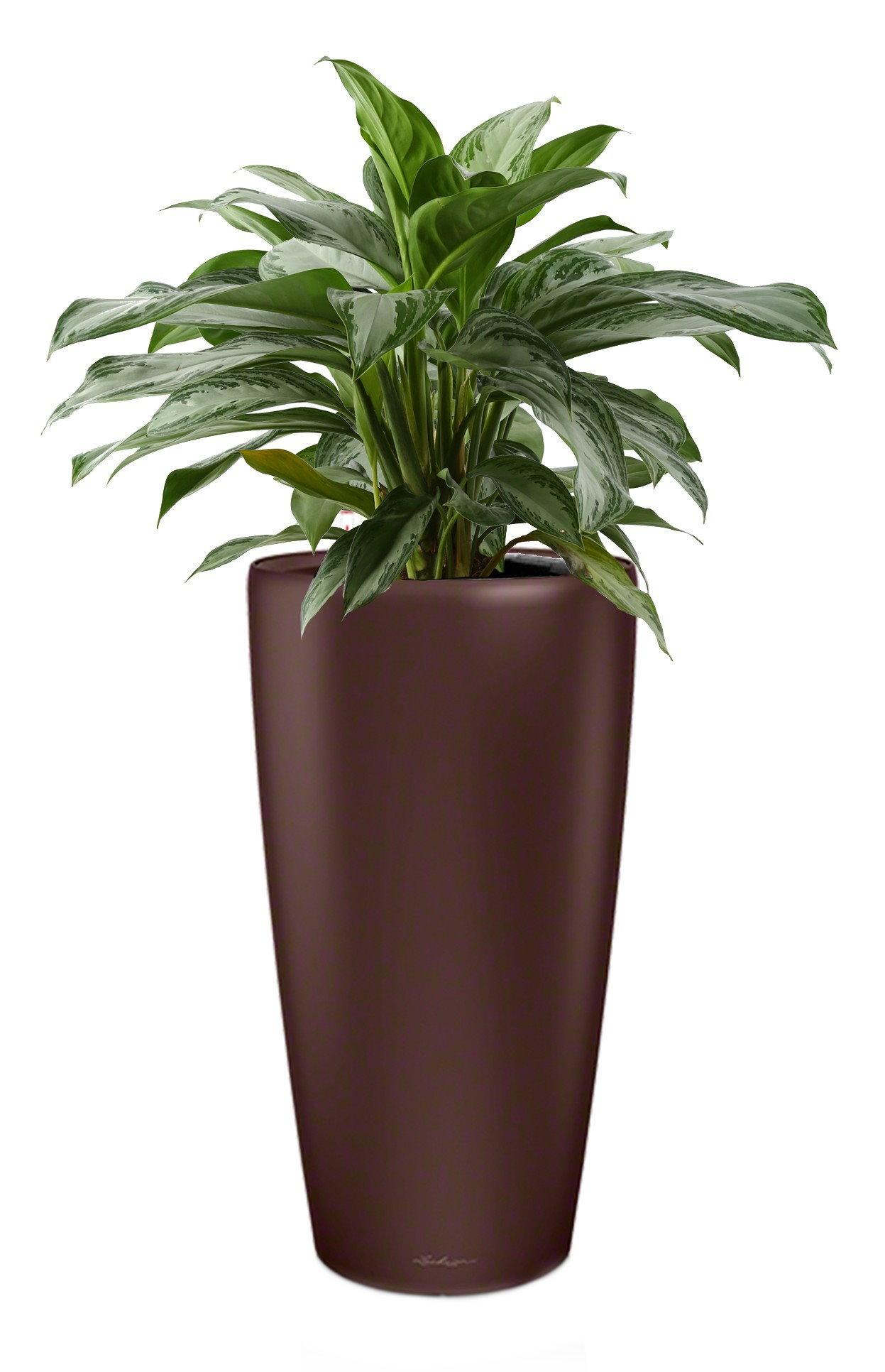 Aglaonema Cleopatra in LECHUZA RONDO Self-watering Planter, Total Height 130 cm