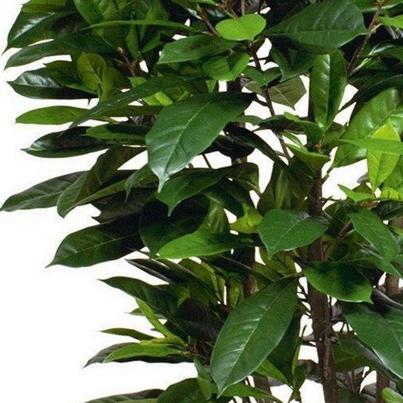 FICUS CYASTHISTIPULA Artificial Tree Plant