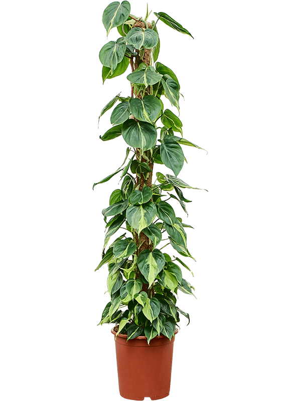 Lush Heart-Leaf Philodendron scandens 'Brasil' Indoor House Plants
