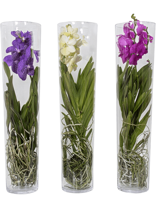 Vanda conische vaas mix