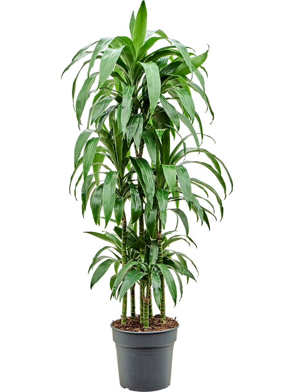 Impressive Corn Plant Dracaena fragrans 'Janet Craig' Tall Indoor House Plants Trees