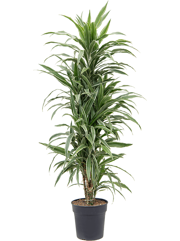 Insta-friendly Dracaena deremensis 'Warneckei' Tall Indoor House Plants Trees
